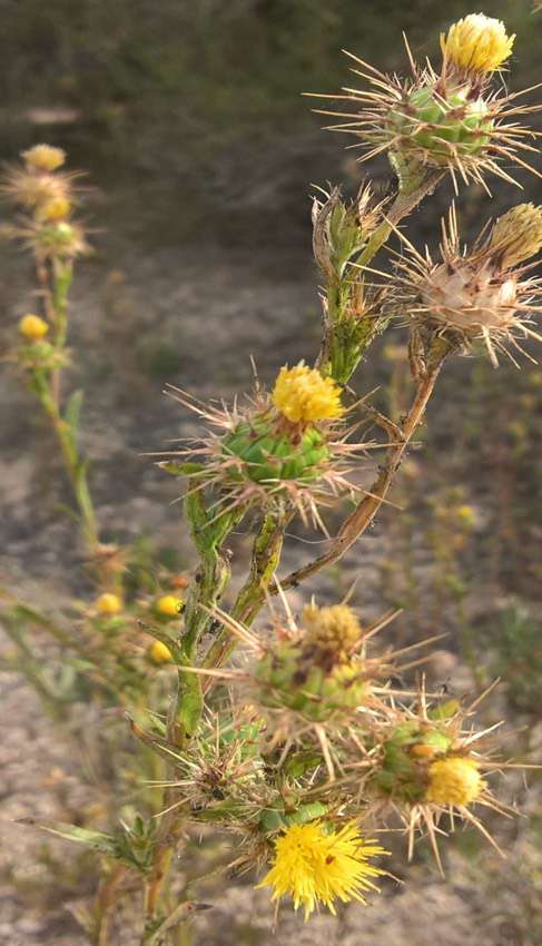 ST. BARNABY’S THISTLE