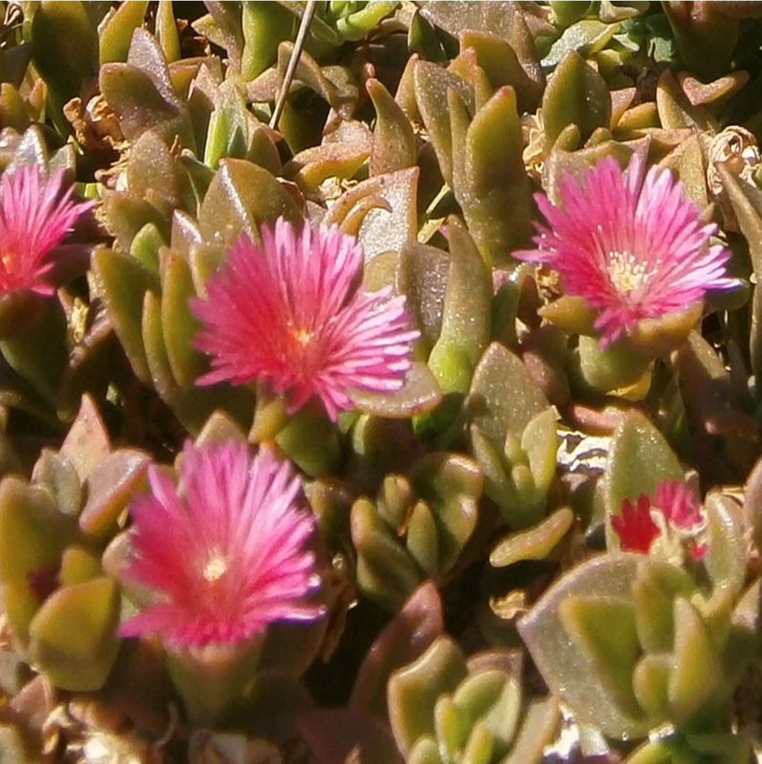 RED HOTTENTOT FIG