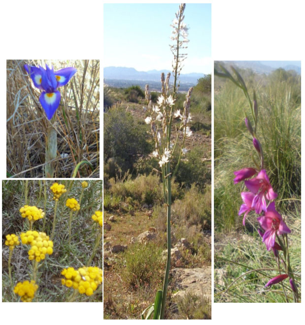 Wild Flowers of Santa Pola and Gran Alancat